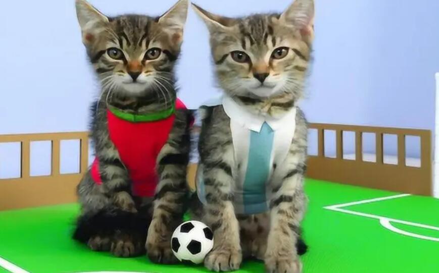猫咪为什么踢足球