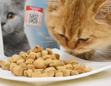橘猫最适合吃什么样的猫粮