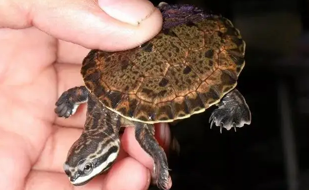 花面龟好养吗