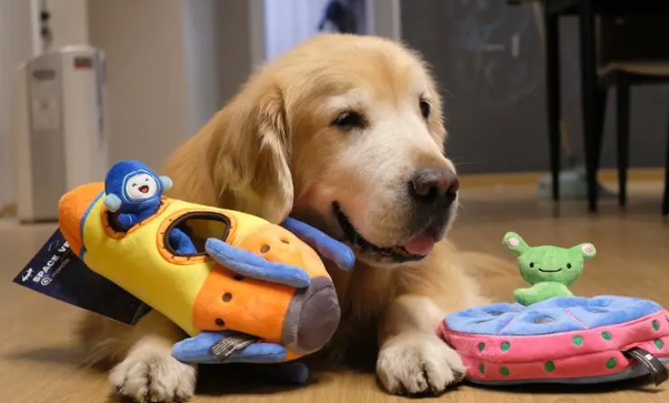 狗狗为什么护着玩具呢