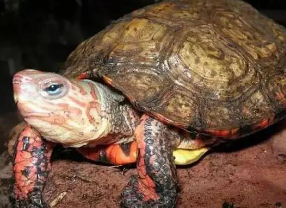 洪都拉斯木纹龟可以和蛋龟混养吗