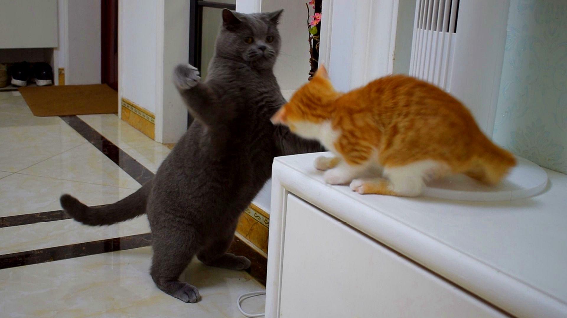 两只小猫咪要多久才能不打架