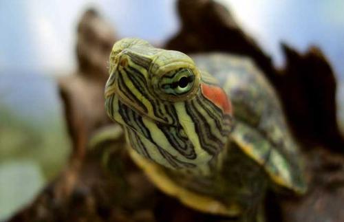 巴西红耳龟是水龟还是陆龟？不妨来看看吧