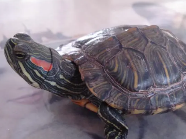 巴西红耳龟是水龟还是陆龟？不妨来看看吧