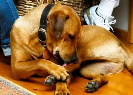 狗狗为什么经常舔爪子