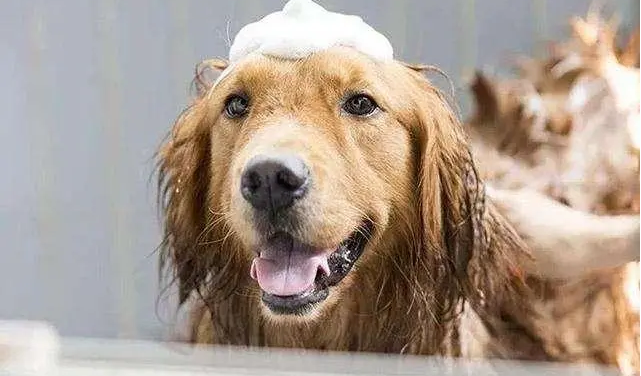 给狗洗澡要戴手套吗