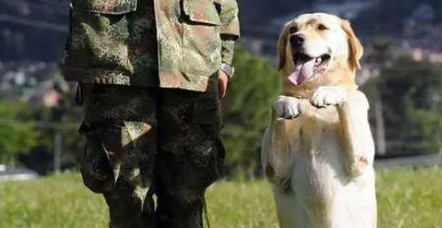 军人为什么鼓励养狗狗呢