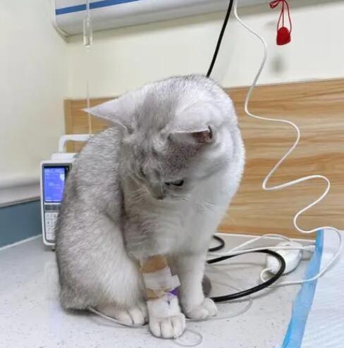 作为猫奴必须了解几种需要带猫咪去医院看急症！