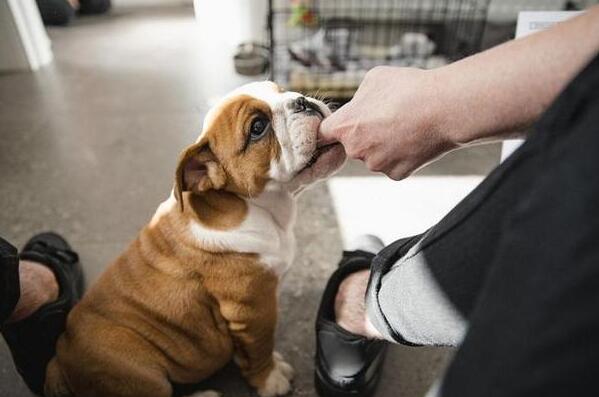 学会狗狗的肢体语言培养与狗狗之间的感情