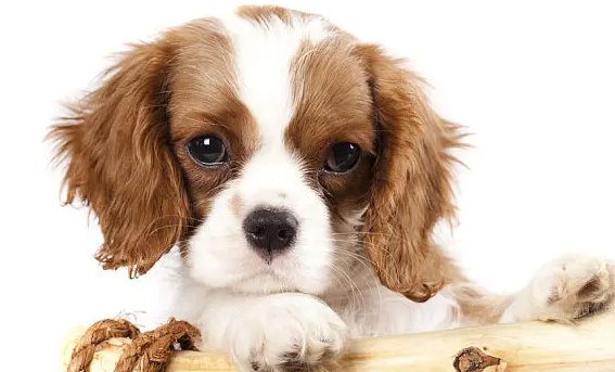 狗狗不吃药，应该怎样给狗狗喂药片？