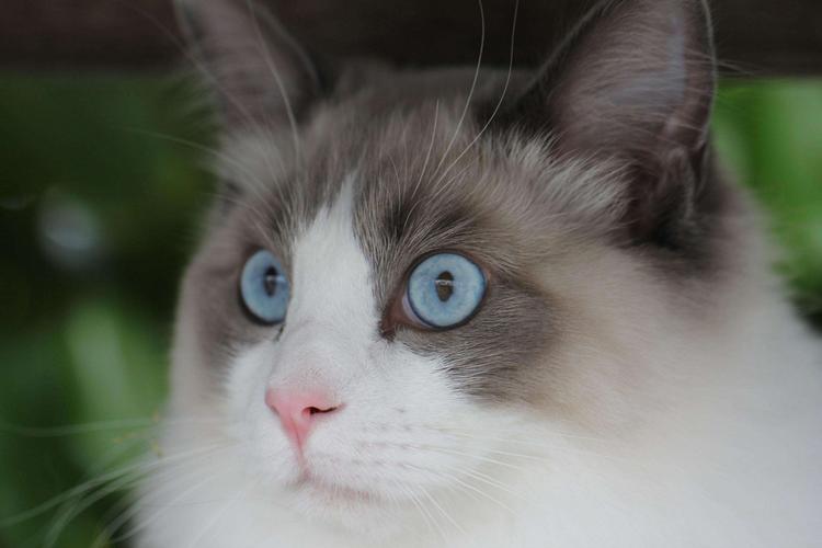 布偶猫和蓝猫能生出个什么猫