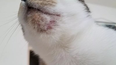 猫咪为什么黑下巴
