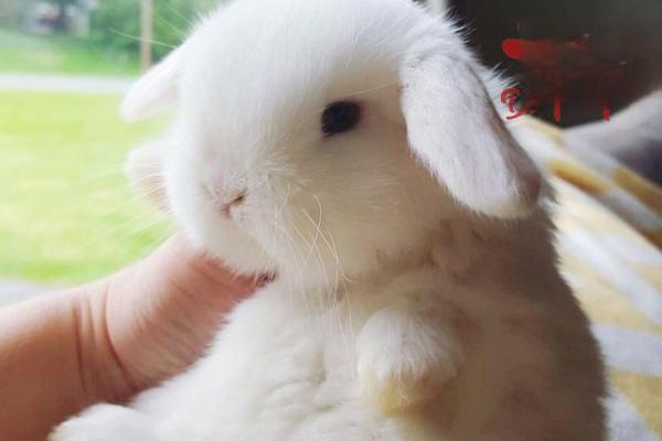 兔子常见疾病有哪些？兔瘟、肠炎怎么治？
