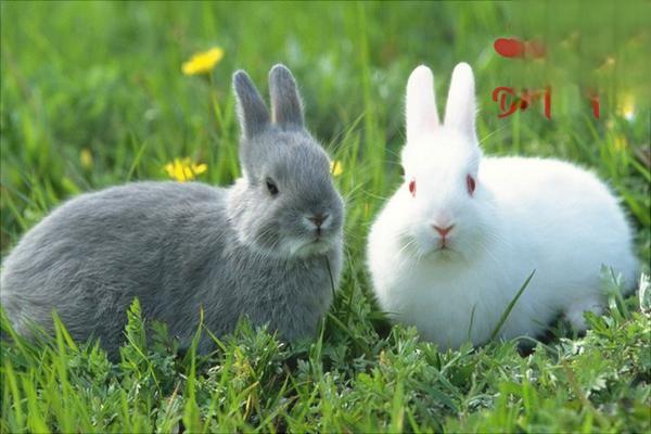 兔子常见疾病有哪些？兔瘟、肠炎怎么治？