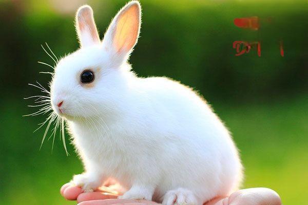 兔子耳朵发热是怎么了？应该怎么办