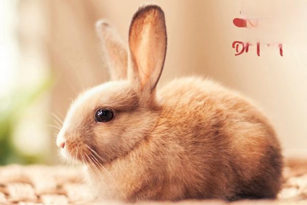 兔一般性结膜炎和巴氏杆菌结膜炎的区别