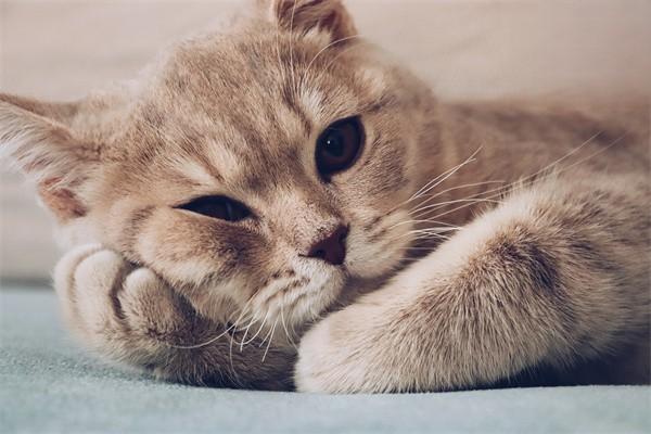 领养猫咪的准备工作及注意事项