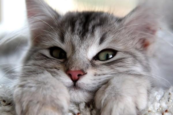 猫感冒咳嗽