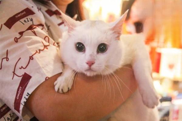 猫吃喝正常就是打喷嚏