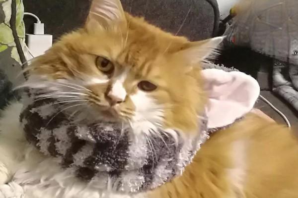 猫感冒发烧会传染给小孩吗