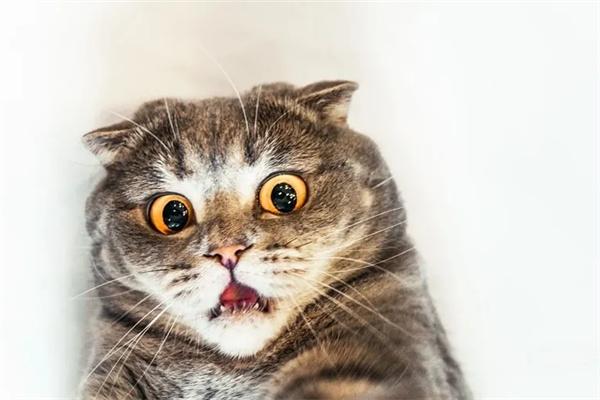 从猫咪的爪子看性格