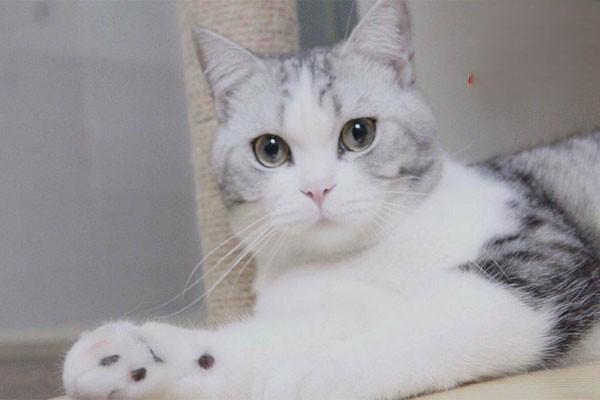 猫总爱趴着怎么回事