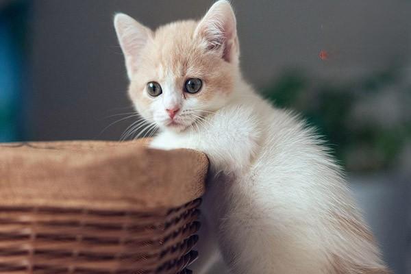 什么是猫鞭虫