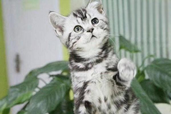 猫咪绝育后乱尿怎么办