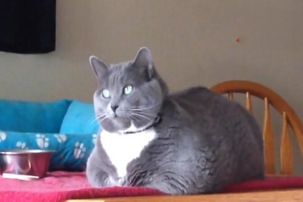 猫猫皮癣的症状有哪些？应该怎么分辨？