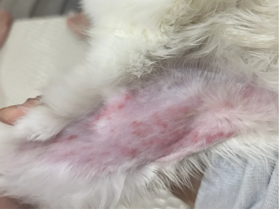 猫咪湿疹