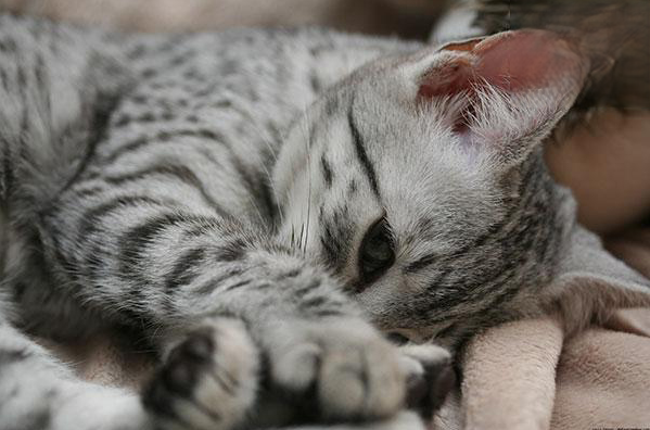 猫瘟初期什么症状