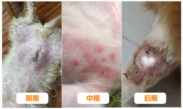 狗狗湿疹症状
