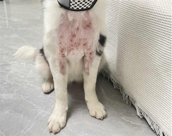 狗狗湿疹