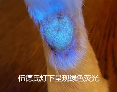狗狗耳朵长癣掉毛应该怎么处理？