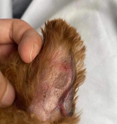 狗狗耳朵长癣掉毛应该怎么处理？