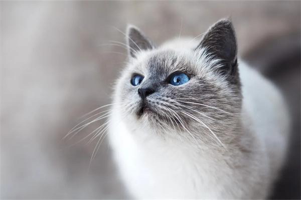猫咪眼睛有红血丝是什么原因？