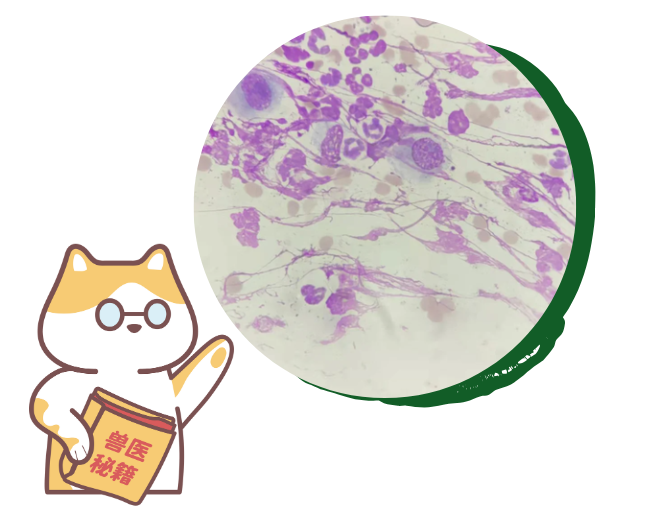 猫癣病菌