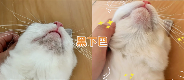 猫咪皮肤病用什么药好？