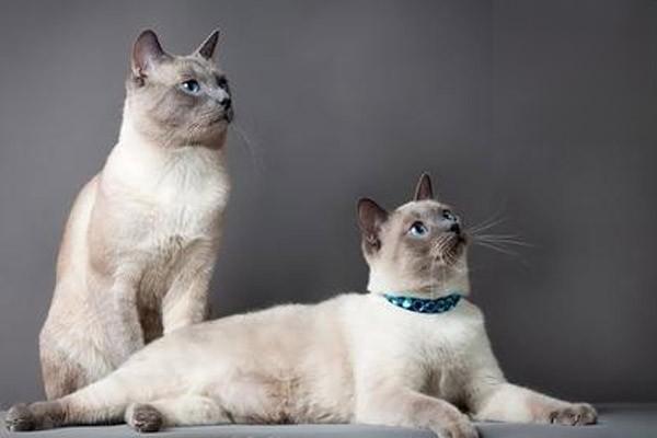 猫咪留守寄养的注意事项