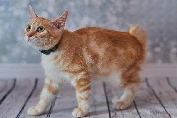 猫瘟有哪几种疾病类型