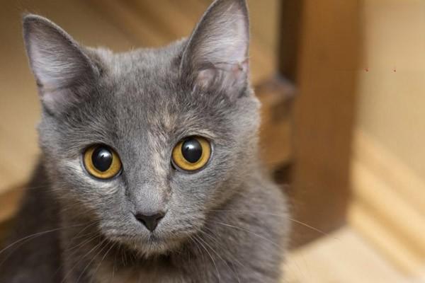 蓝猫打喷嚏是怎么回事
