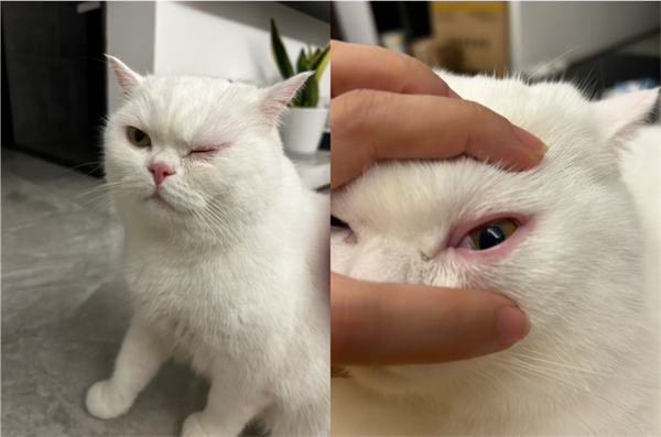 猫咪眼睛红肿流眼泪怎么办？