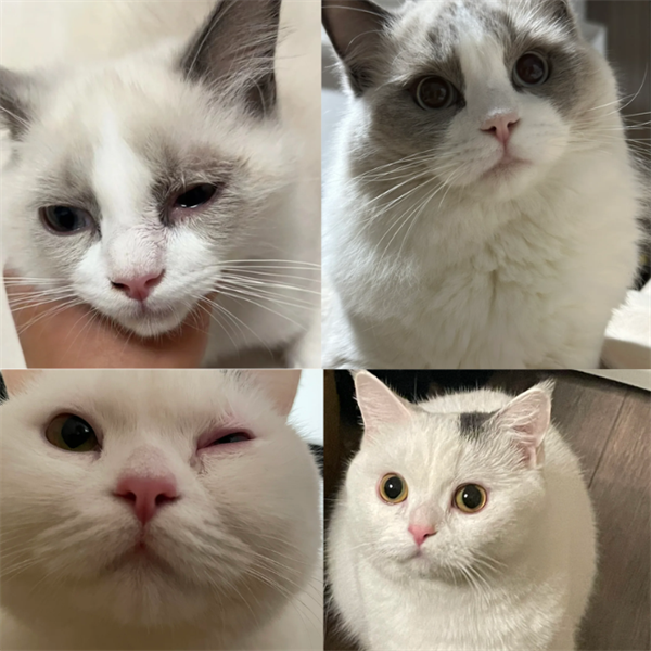 猫咪眼睛红肿流眼泪用什么药？