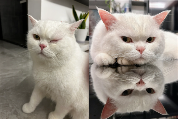 猫咪结膜炎