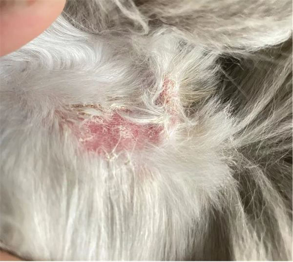 猫癣治疗经验分享
