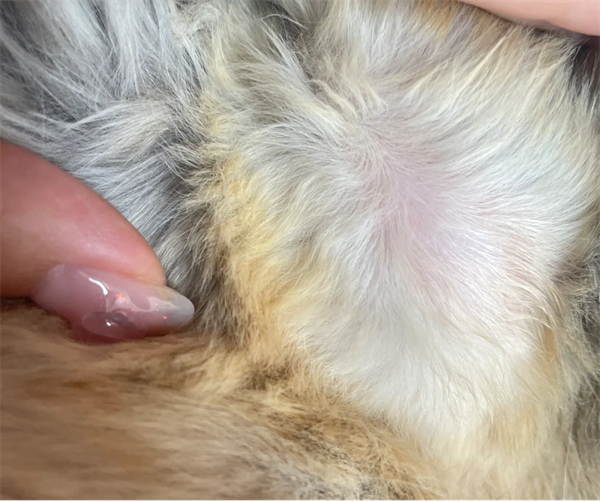 猫癣症状