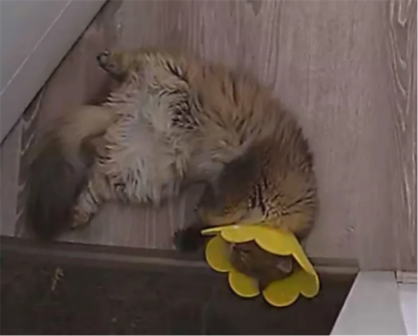 猫癣怎么治？