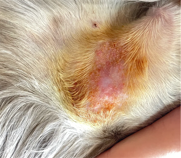 治疗猫癣用什么药好？