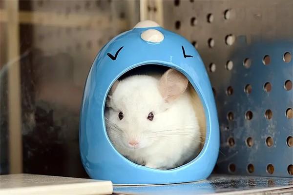 龙猫有哪些品种？