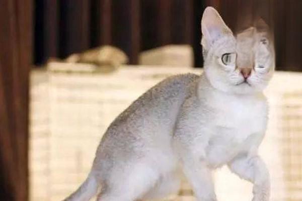 春节假期猫咪狗狗怎么办